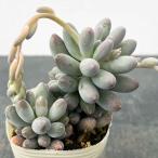 観葉植物パキフィツムベビーフィンガ...