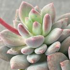 観葉植物パキフィツムキューティーフ...