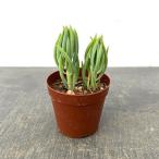 観葉植物セネシオ美空の鉾2.5号ポット