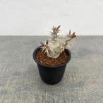 観葉植物パキポディウムホロンベンセ...