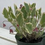 . цветок. рассада анютины глазки герань (. ввод ) мята душ 3.5 номер pot 