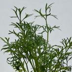  трава. рассада na Lee кориандр 3 номер pot рассада 