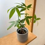 観葉植物パキラグラブラ3.5号鉢入...