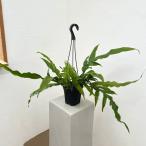 観葉植物 アグラオモルファ コロナンス(カザリシダ) 5号吊り鉢