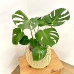 観葉植物モンステラデリシオサ6号鉢...