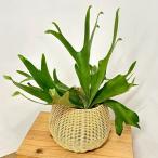 観葉植物ビカクシダネザーランド5号...