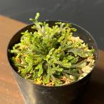  луговые и горные травы. рассада iwahiba(iwamatsu) огонь гора (ka The n)2.5 номер pot 