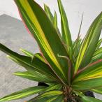 観葉植物 コルジリネ（コルディリ�