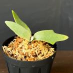 観葉植物ビカクシダウィリンキージェ...