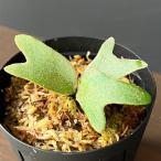 観葉植物ビカクシダウィリンキーナノ...