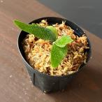 観葉植物ビカクシダウィリンキージェ...