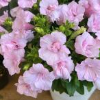 草花の苗 ペチュニア 愛子3.5号ポット 3株セット