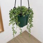 観葉植物セネシオピーチネックレス4...