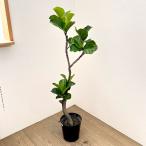 観葉植物カシワバゴムバンビーノ7号...