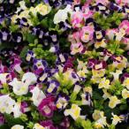 草花の苗 トレニア カウアイおまかせ花色ミックス3号