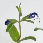 草花の苗サルビアパテンスブルーエン...