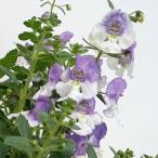 草花の苗アンゲロニアアロニアビッグ...