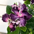 草花の苗ニチニチソウフリンジビンカ...