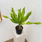 観葉植物ドラセナフラグランススカイ...