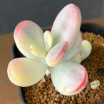 観葉植物コチレドンフクムスメニシキ...