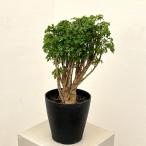 観葉植物ポリシャスパセリ5号鉢植え