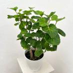 観葉植物ポリシャスマルギナータ緑斑...