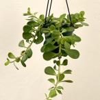 観葉植物サマーセールセネシオヤコブ...