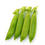 野菜の苗 26年10月中下旬予約 エンドウ（つるあり） スジナインスナップ(R)苗3号ポット