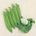 野菜の苗 26年10月中下旬予約 エンドウ（つるなし） 二刀流エンドウスプラッピー苗3号ポット
