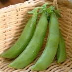 野菜の苗 26年10月中下旬予約 エンドウ（つるあり） あまいフルーツスナップ苗3号ポット