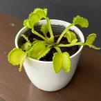 観葉植物ハエトリソウ熊手3.5号ポット