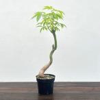 観葉植物 トックリキワタ セレクト株 4号ポット