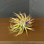 観葉植物チランジアイオナンタ・ルブラ