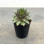 観葉植物 センペルビウム クスビタツム2号ポット