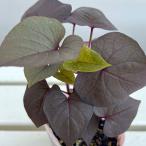 草花の苗サマーセールイポメアブラッ...