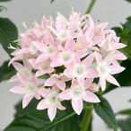 草花の苗 （わけあり特価）ペンタス ライカ サクラ一