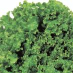  овощи. рассада leaf lettuce зеленый wave рассада 2.5 номер pot 40 АО комплект бесплатная доставка 