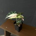 観葉植物 アロカシア アマゾニカ・ポリー バリエガータ 3号鉢植え