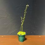 観葉植物ミミカキグサカリキフィダア...