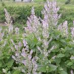 . цветок. рассада sa рубин askla редкость (k Rally шалфей *onisa рубин a)3 номер pot 2 АО комплект 