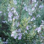  трава. рассада розмарин (..)majo LUKA розовый 3 номер pot 2 АО комплект 