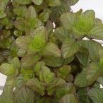 ハーブの苗ミントオレンジミント3号...