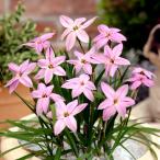 球根/イフェイオン：ピンクスター7球入り