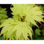 花木 庭木の苗 ヤマモ�