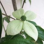 花木庭木の苗/ヤマボウシ：ロングデ...