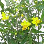 26年8月下旬予約 カッシア アンデスの乙女6号鉢植え