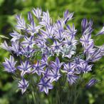 球根/ブローディア：ルディ5球入り