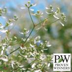 草花の苗ユーフォルビアダイアモンド...