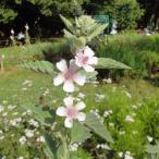 ハーブの苗マロウマーシュマロウ3号...