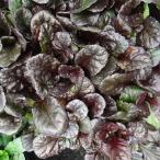 アジュガレプタンスブラックスカロッ...